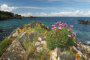 07-1609 Thrift (Armeria maritima) growing on the Island of Mull, Scotland